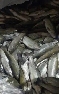 ماهی