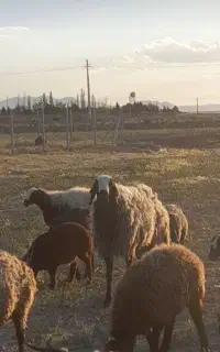 قوچ نژاد چالی جوان ۴دندان