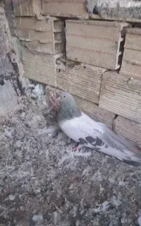 سیاه فیلی