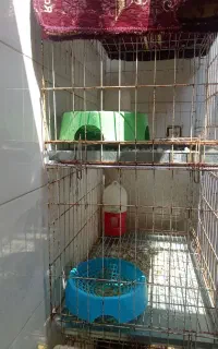 قفس