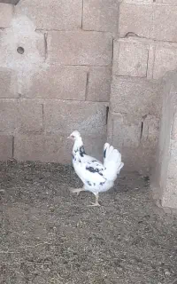 فروش خلنگ و خروس