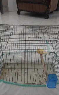 قناری ماده اماده تخم گذاری