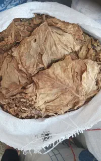 برگ کاهو