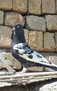 تعدادی رنگی معاوضه