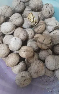 گردو فیروزکوه