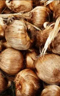 فروش پیاز زعفران