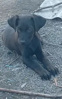 فروش و واگذاری توله ی 3ماهه ی دوبرمن کنکورسو