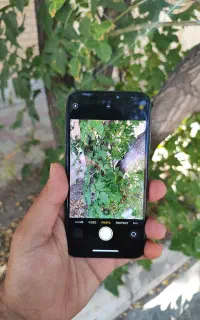 ایفون xs