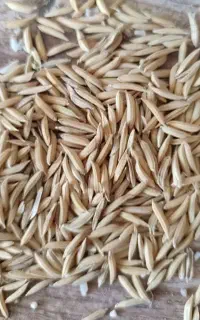 شالی بزری درجه یک فجرسوزنی 90روزه