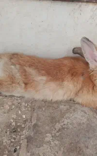 خرگوش