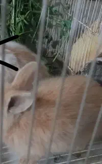 خرگوش لوپ ۴۵ روزه