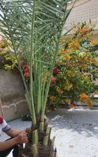 انواع پاجوش‌ نخل ونهال انبه