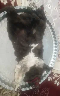 هیزه سالم و زیبا