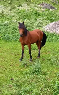 اسب