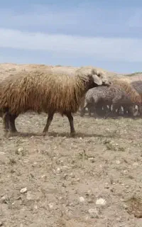 نیازمند چوپان نمین