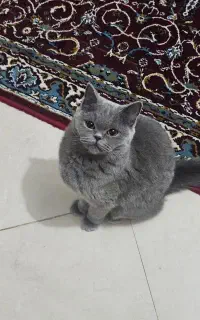 گربه نر برای جفت گیری