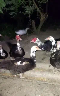 اردک اسراییلی