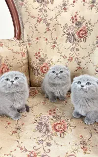 گربه اسکاتیش فولد خانگی دوماهه شیطون نر و ماده