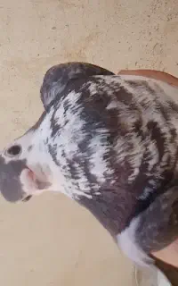 کفتر   سندق ماده