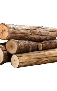 خدمات چوب بری و خرید و برش انواع چوبهای باغی