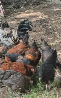 مرغ و خروس