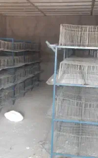قفس بلدرچین بادون خوری اماده