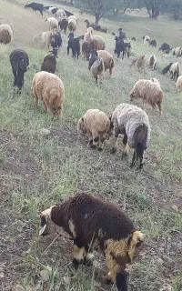 فروش میش