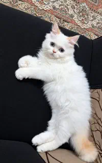 گربه پرشین