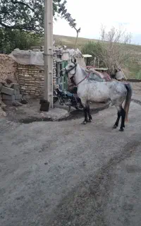 اسب نریان معاوضه با موتور ۲۰۰