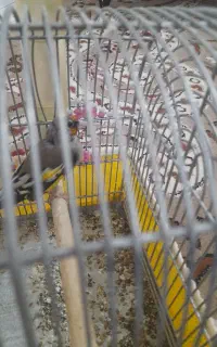 سهره  کرمانی