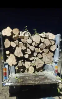 هرس درخت وخریدارهمه نوع چوب وحواله نوین چوب
