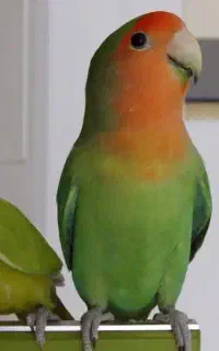 دو عدد طوطی برزیلی نر و ماده