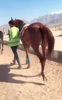اسب مادیان کورس