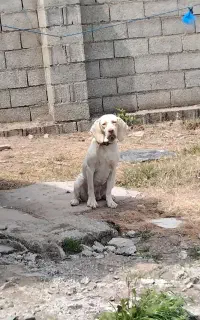 سگ شکاری پوینتر