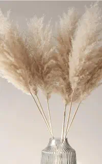 فروش گل خشک پامپاس عمده