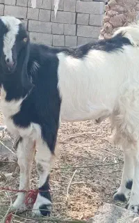 بز نر