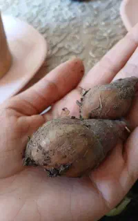 حلزون پرورشی