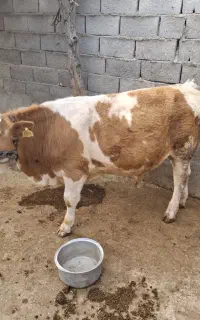 گوساله نر
