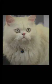 پرشین بریتیش نر