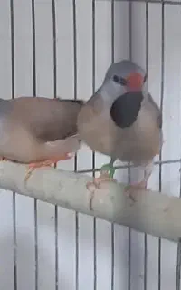 فنچ کراواتی