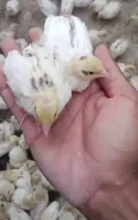 جوجه بلدرچین وایت انگلیسی