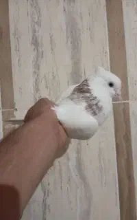 کبوتر
