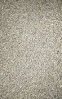 فروش گندم