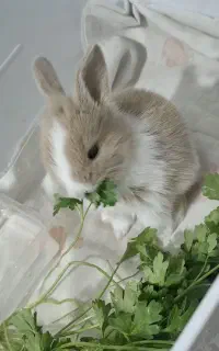 خرگوش .موش
