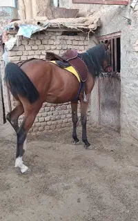 اسب مادیان