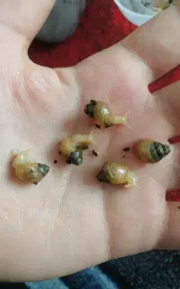 بچه حلزون آچاتینا