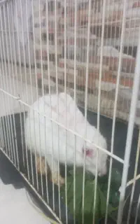 خرگوش