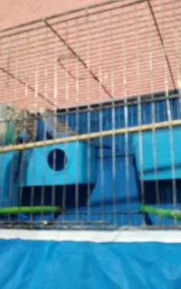 سه جفت مرغ عشق معاوضه با سهره اهوازی