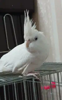 عروس هلندی ماده البینو