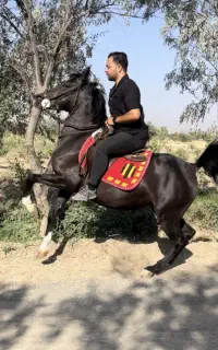 خرید و فروش انواع اسب